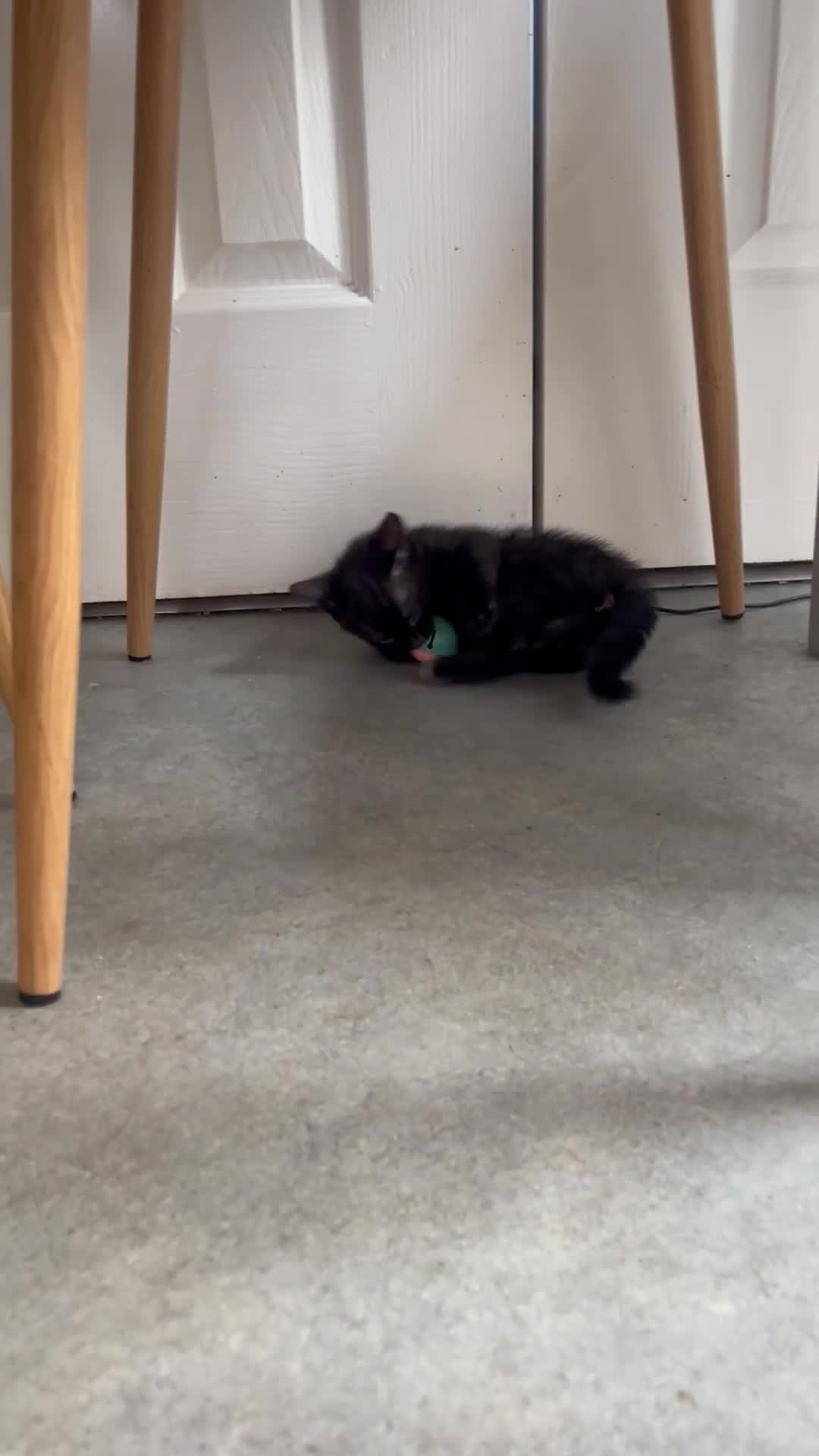 Bengal cats for sale: Beautiful kittens  - Video 2