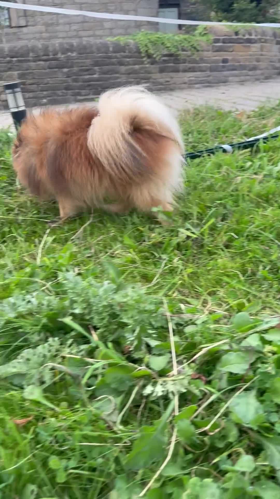 Pomeranian dogs for sale: Blue & tan boy available  - Video 4