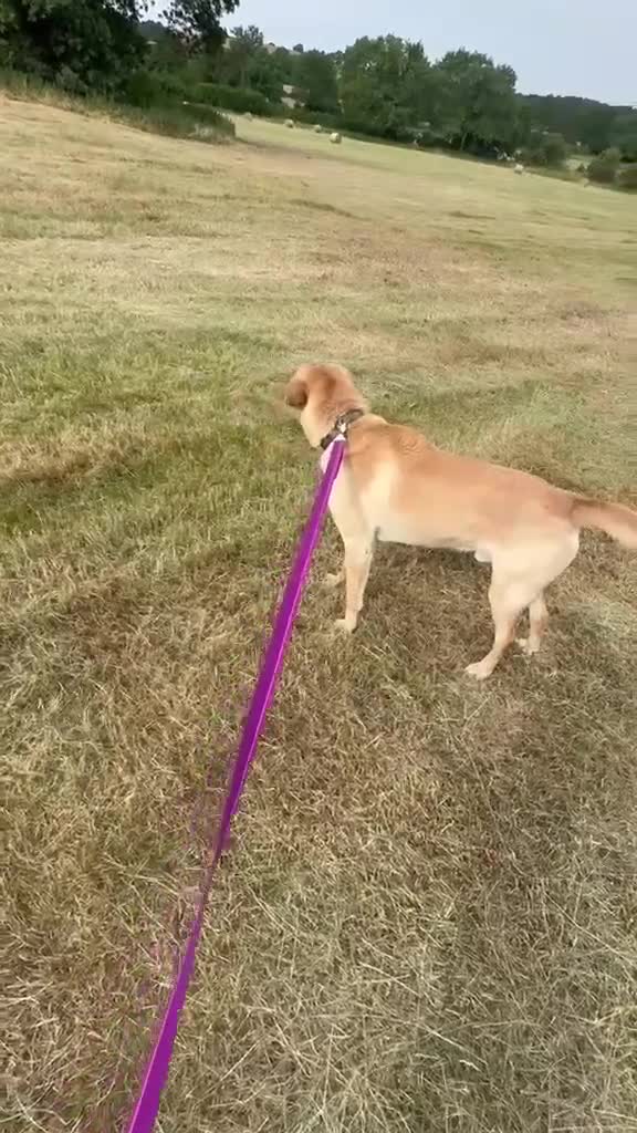 Mixed Breed dogs for adoption: Carlos wants his forever home  in Wakefield - Video 2