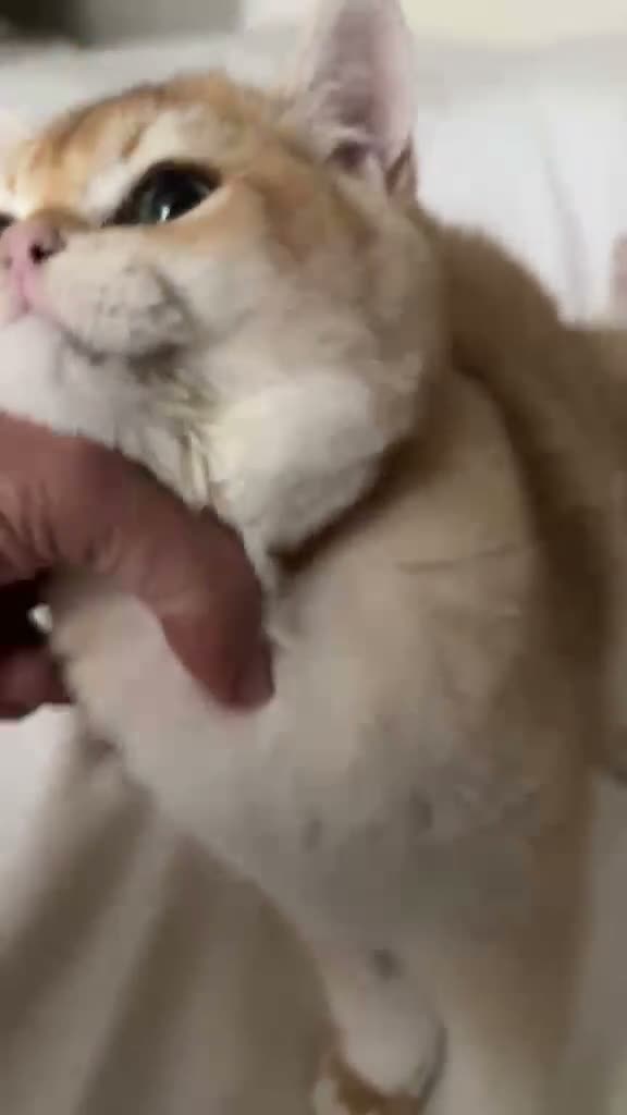 British Shorthair cats for sale: Very Handsome BSH Black Golden Chinchilla ny 12  - Video 2