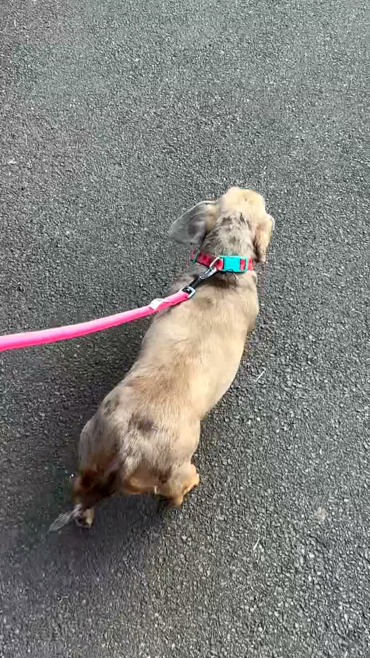 Miniature Dachshund dogs for sale: 2 miniature dachshund girls for sale dapple pieb in Bradford - Video 2