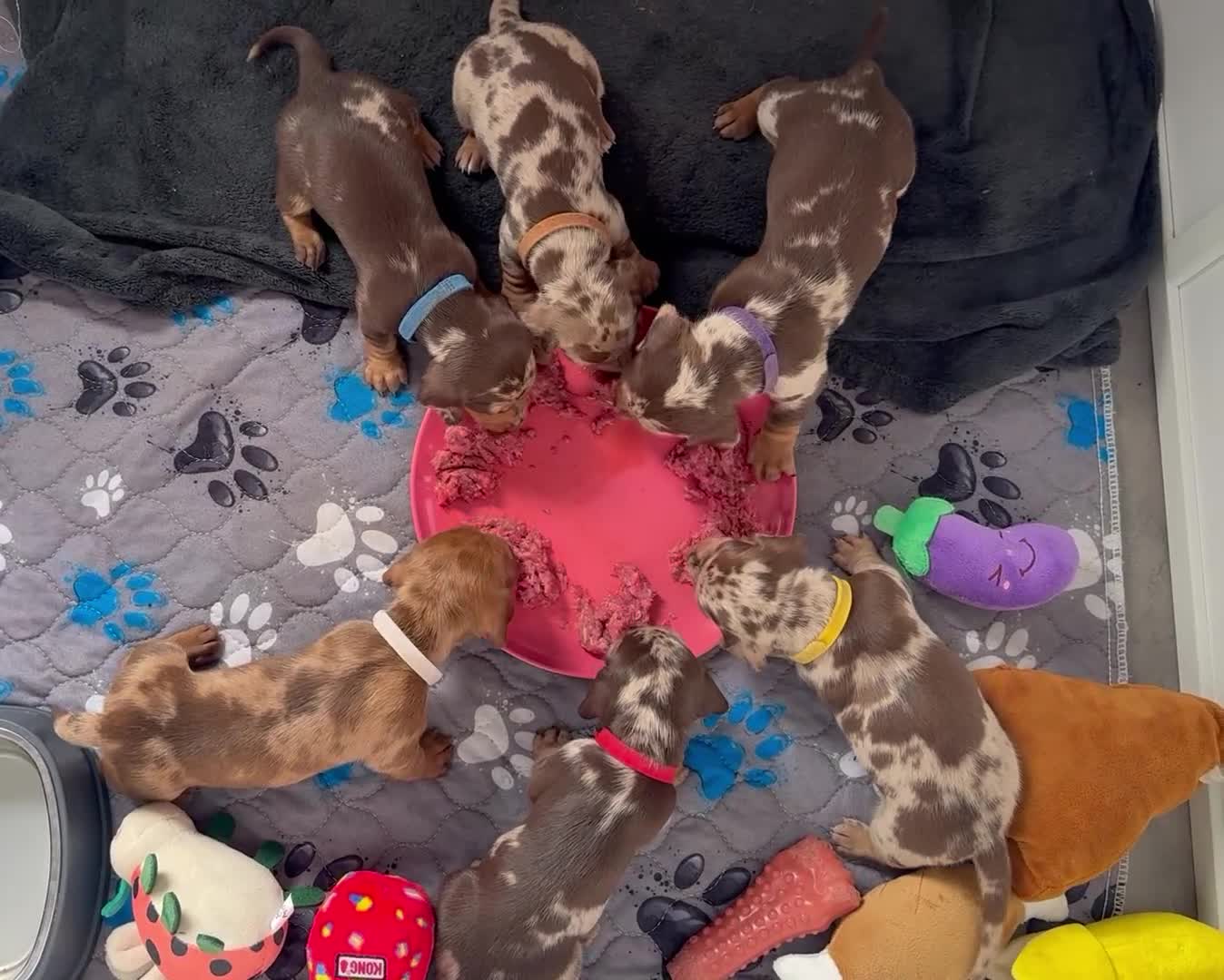 Miniature Dachshund dogs for sale: KC Mini Dachshund Puppies Chocolate Red Dapple - Video 1