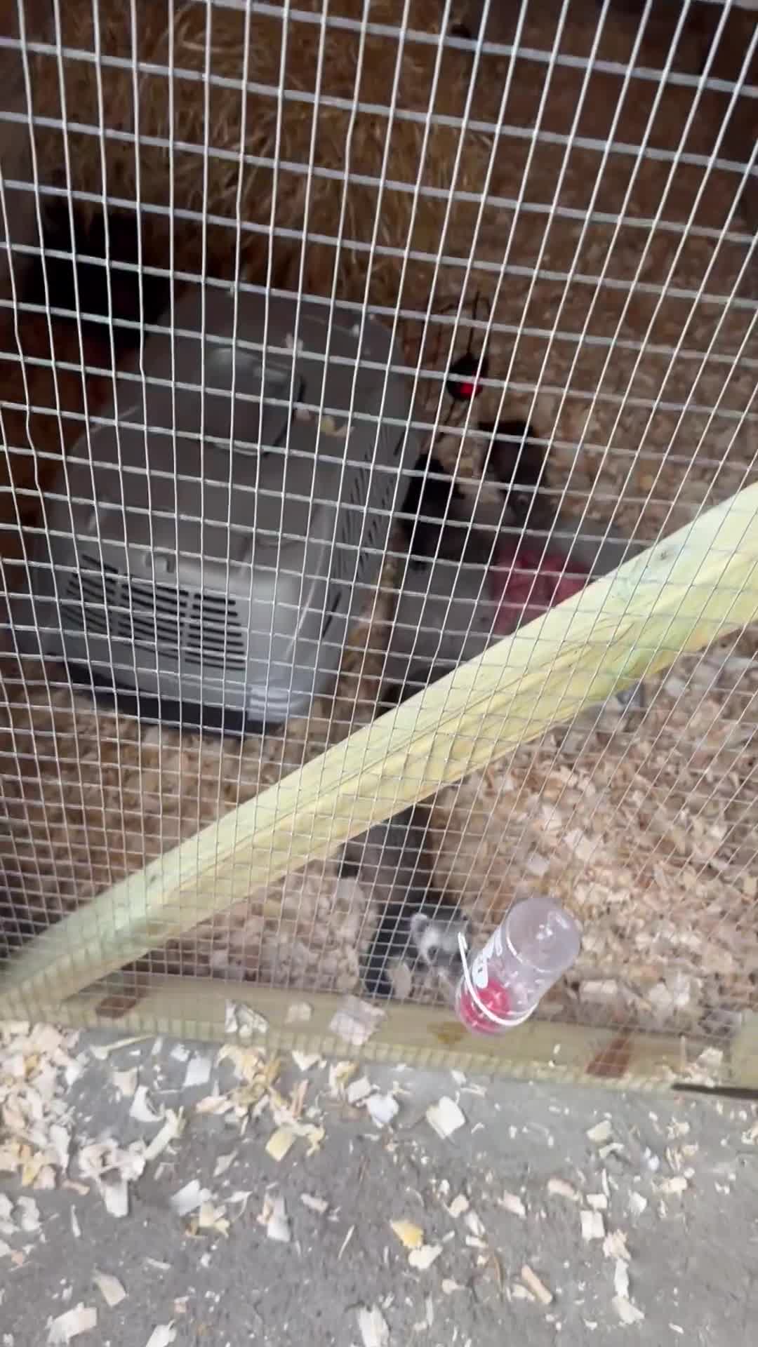 Ferret rodents for sale: solid black cross polecat kits  - Video 3