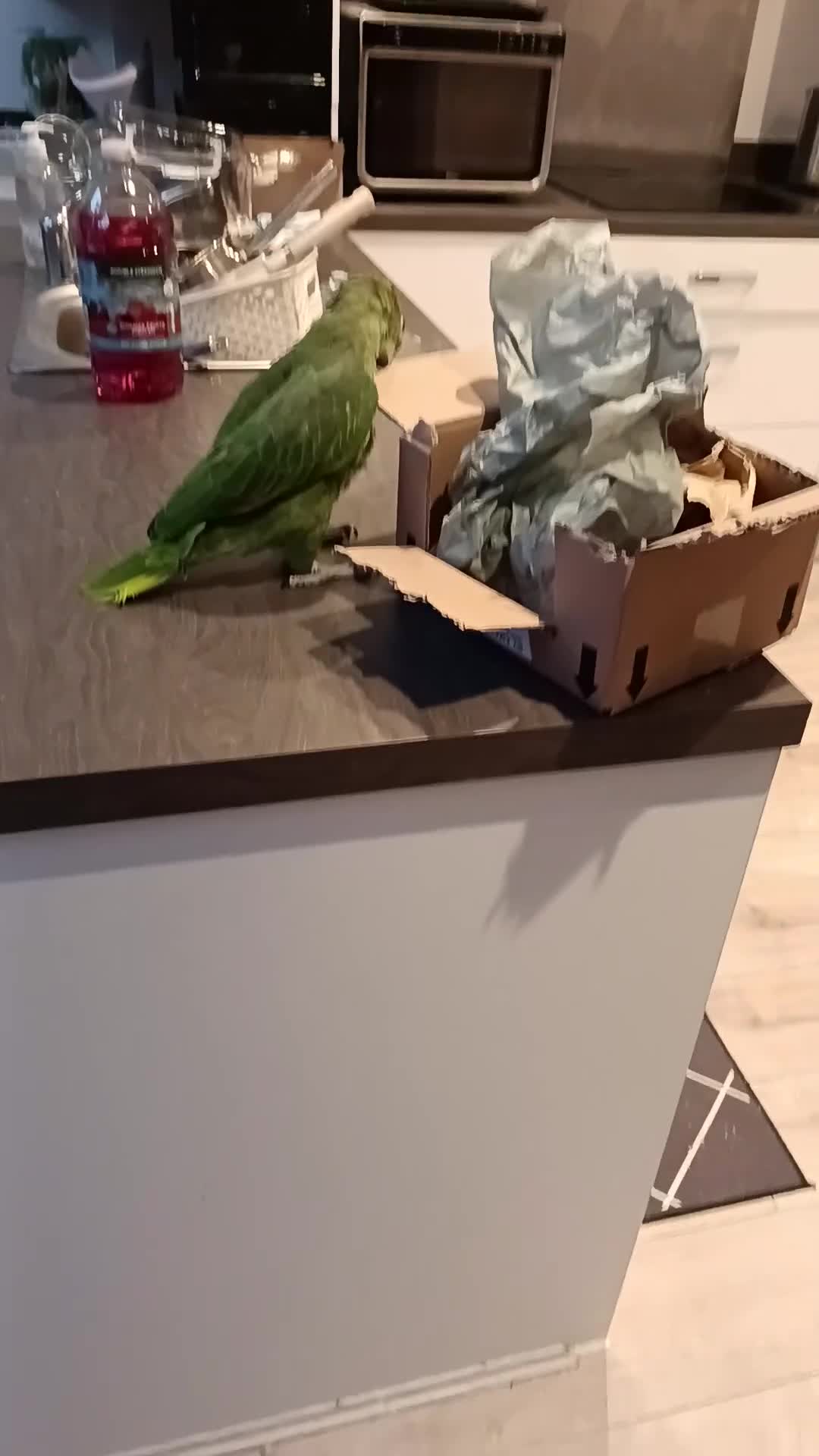 Parrots birds for sale: Tame Yellow fronted amazon  in Lytham Saint Annes - Video 3