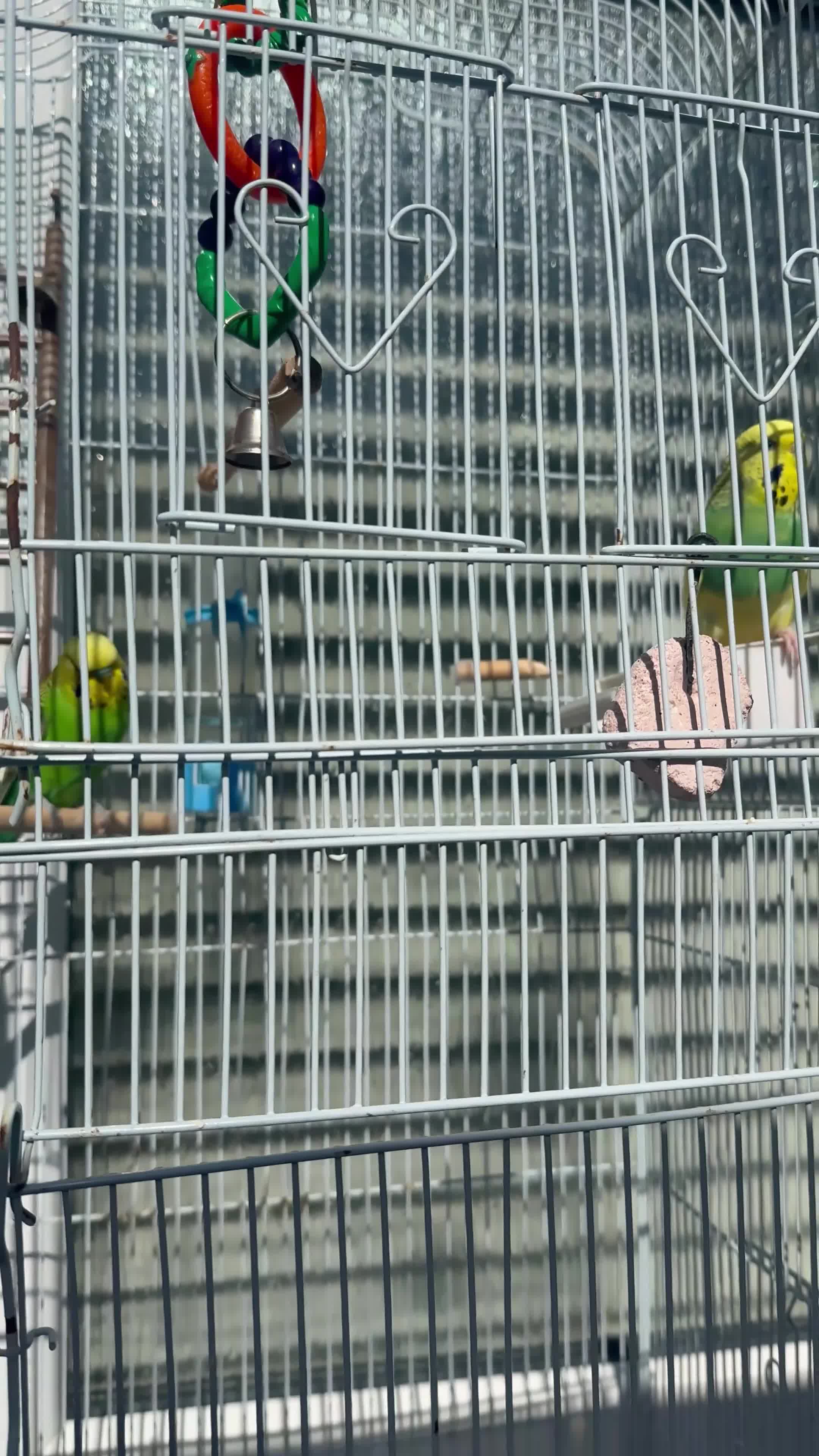 Lovebirds birds for sale: Adorable Love birds with cage for sale  - Video 1