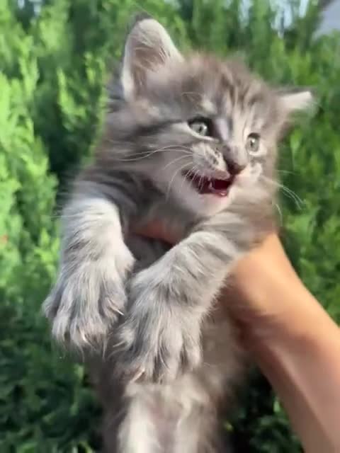 Maine Coon cats for sale: Maine Coon Male- Silver Tabby Kitten  - Video 1
