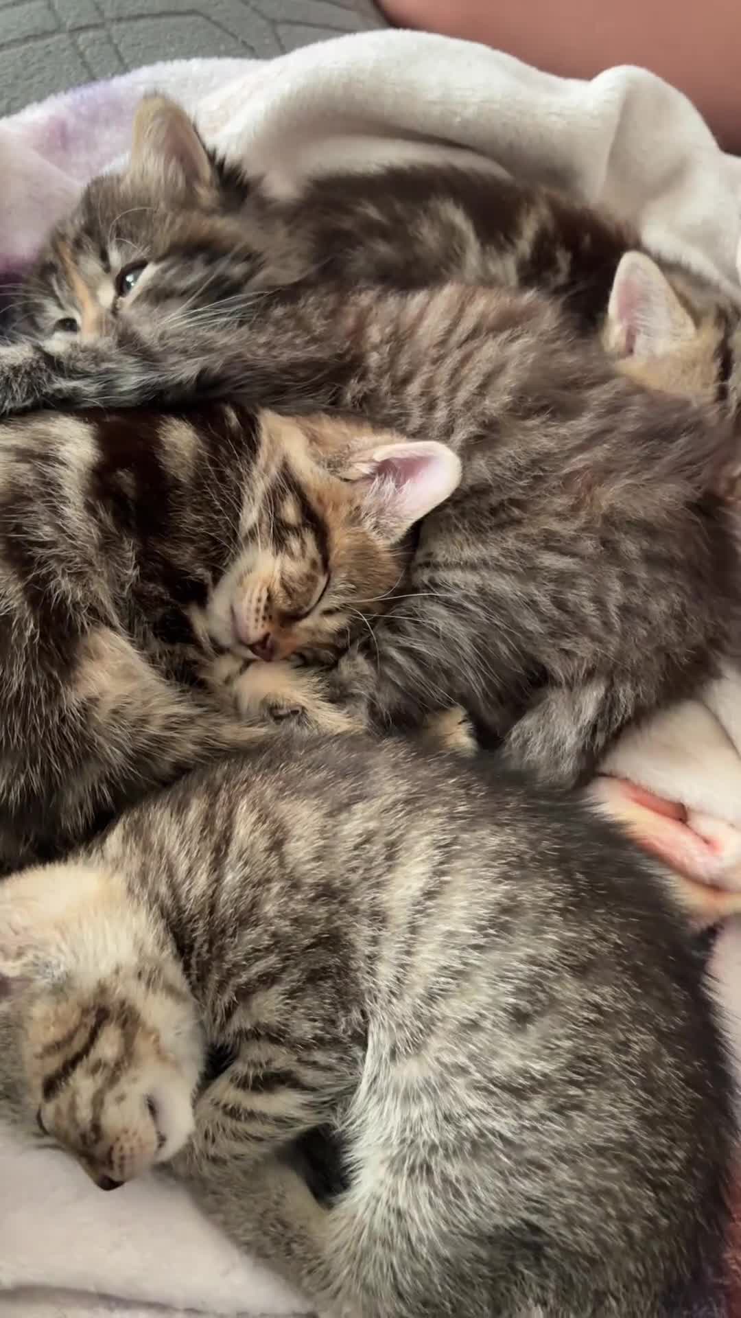 Mixed Breed cats for sale: Cute Kittens  in Bilston - Video 1
