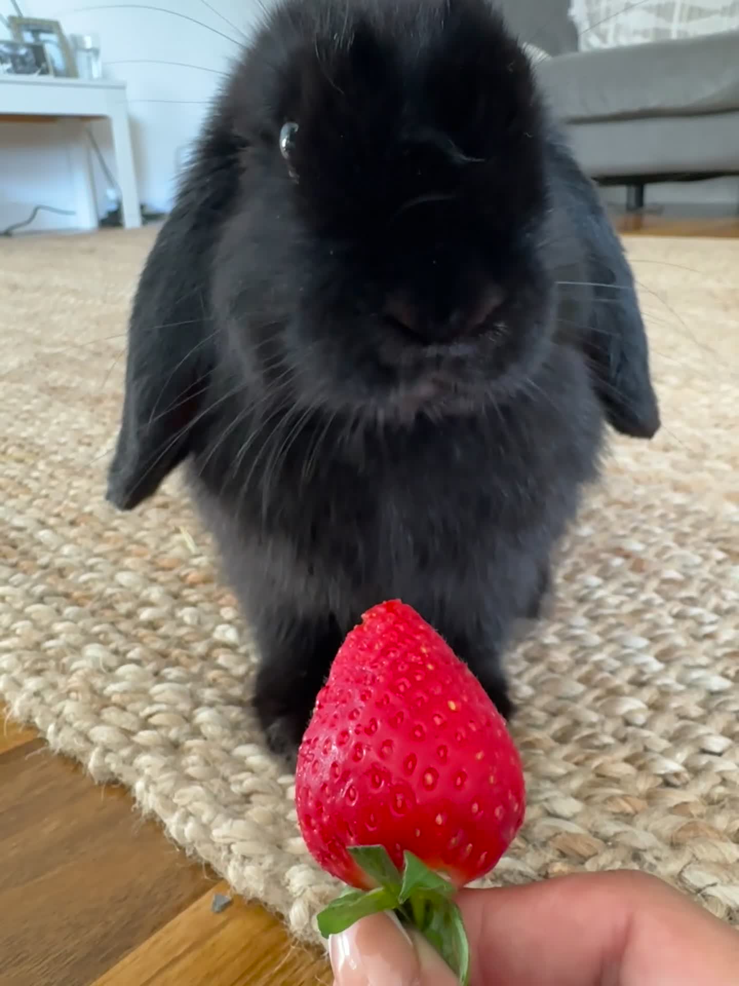 Mini Lop rabbits for sale: Mini Lop Black Rabbit  - Video 1
