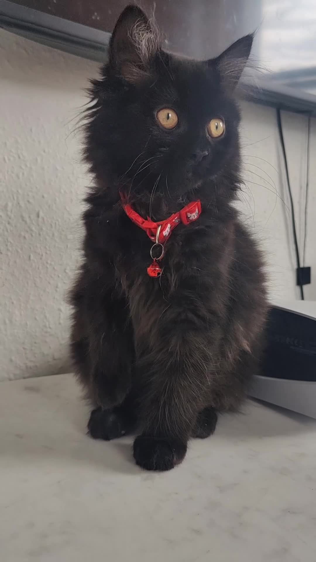 Mixed Breed cats for sale: Persian kittens for sale  - Video 3