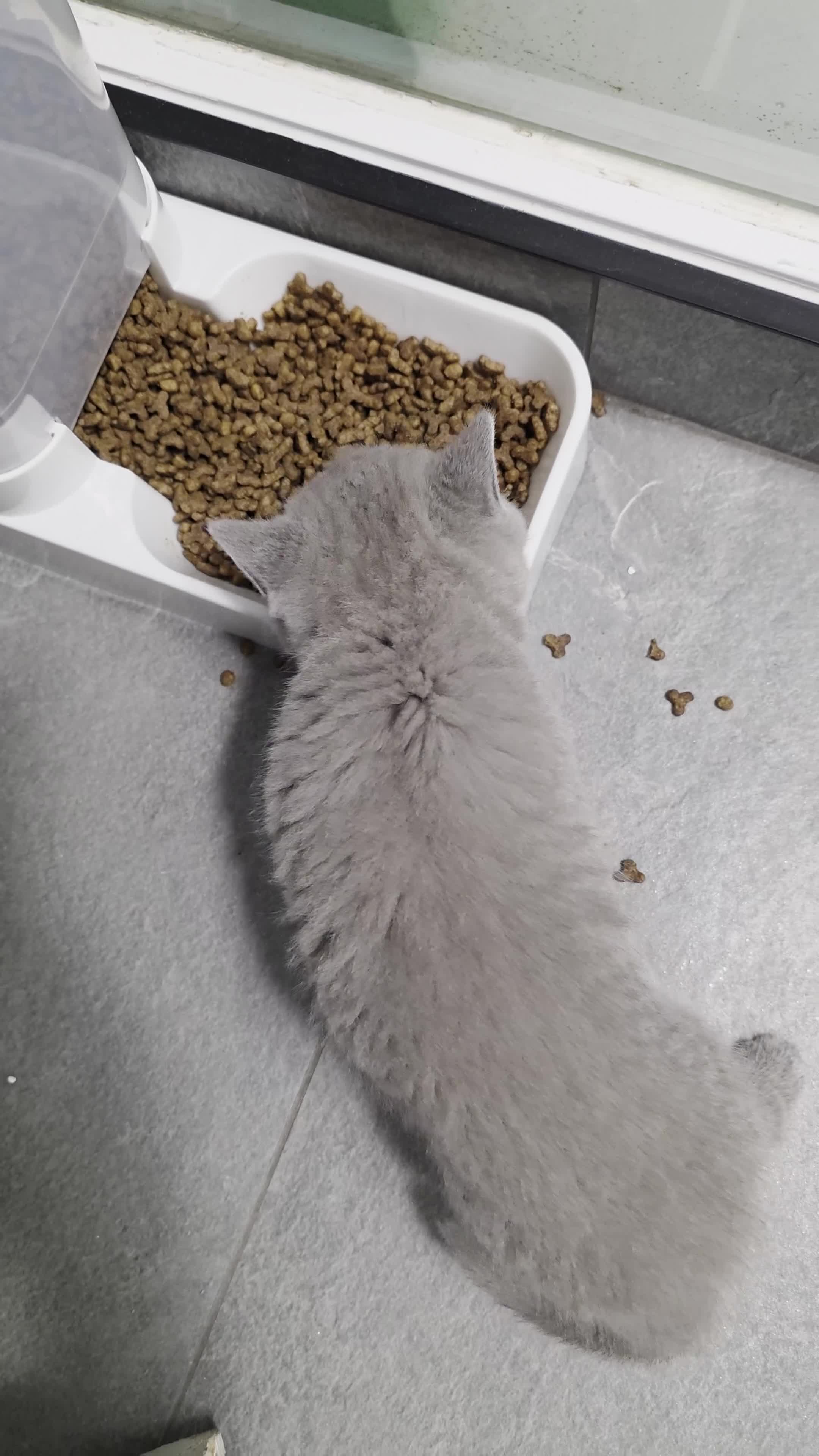 British Shorthair cats for sale: Full Pedigree Championship British Shorthairs!!!!! - Video 1