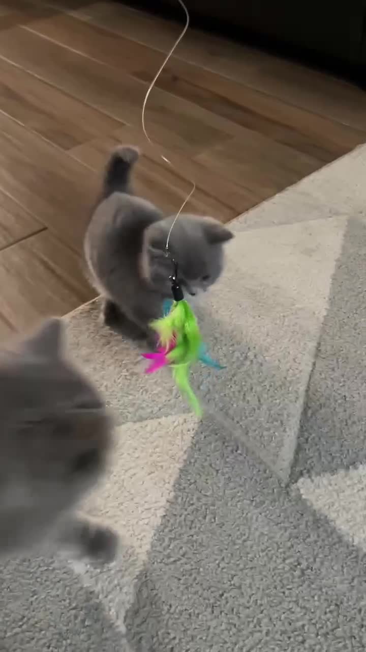 British Shorthair cats for sale: British Shorthair  - Video 1