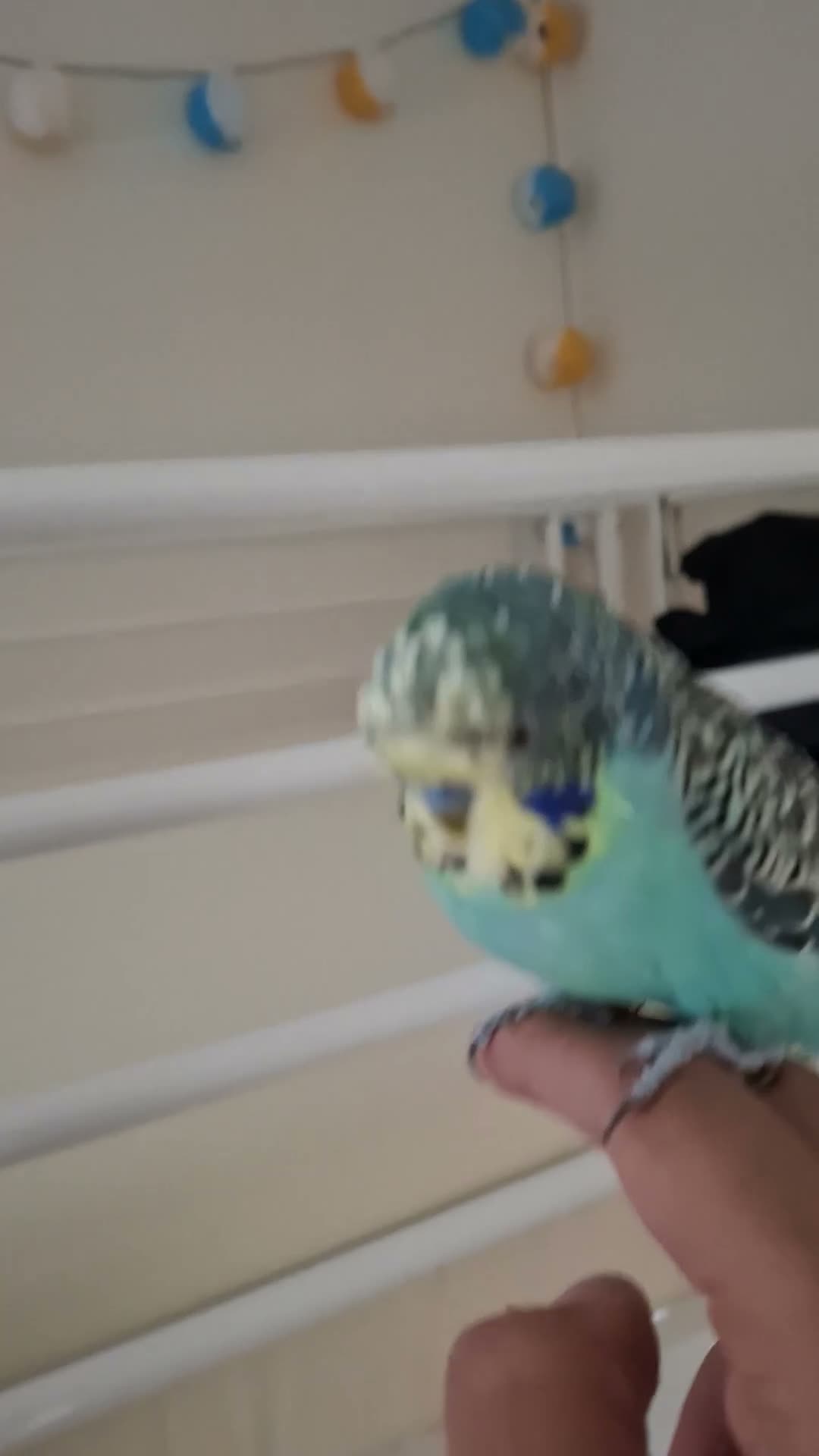 Budgerigars birds for sale: Silly tamed boy Budgie - Video 2