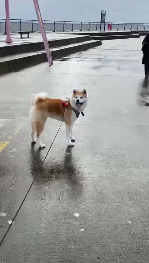 Akita dogs for stud: Akita inu  in Barry - Video 3