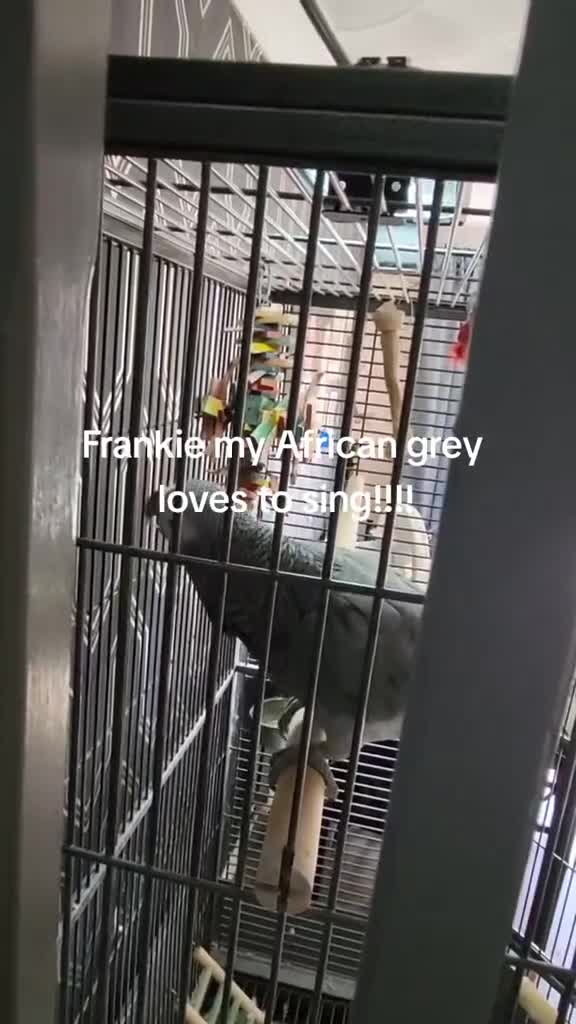 Parrots birds for sale: African Grey Parrot  - Video 1