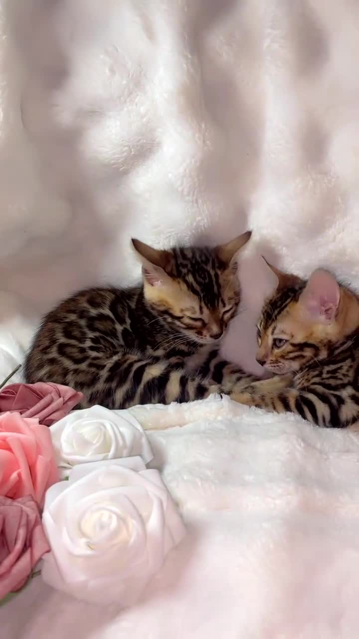 Bengal cats for sale: 2 Female Rosette Bengals (Available Now 8 Weeks) - Video 1