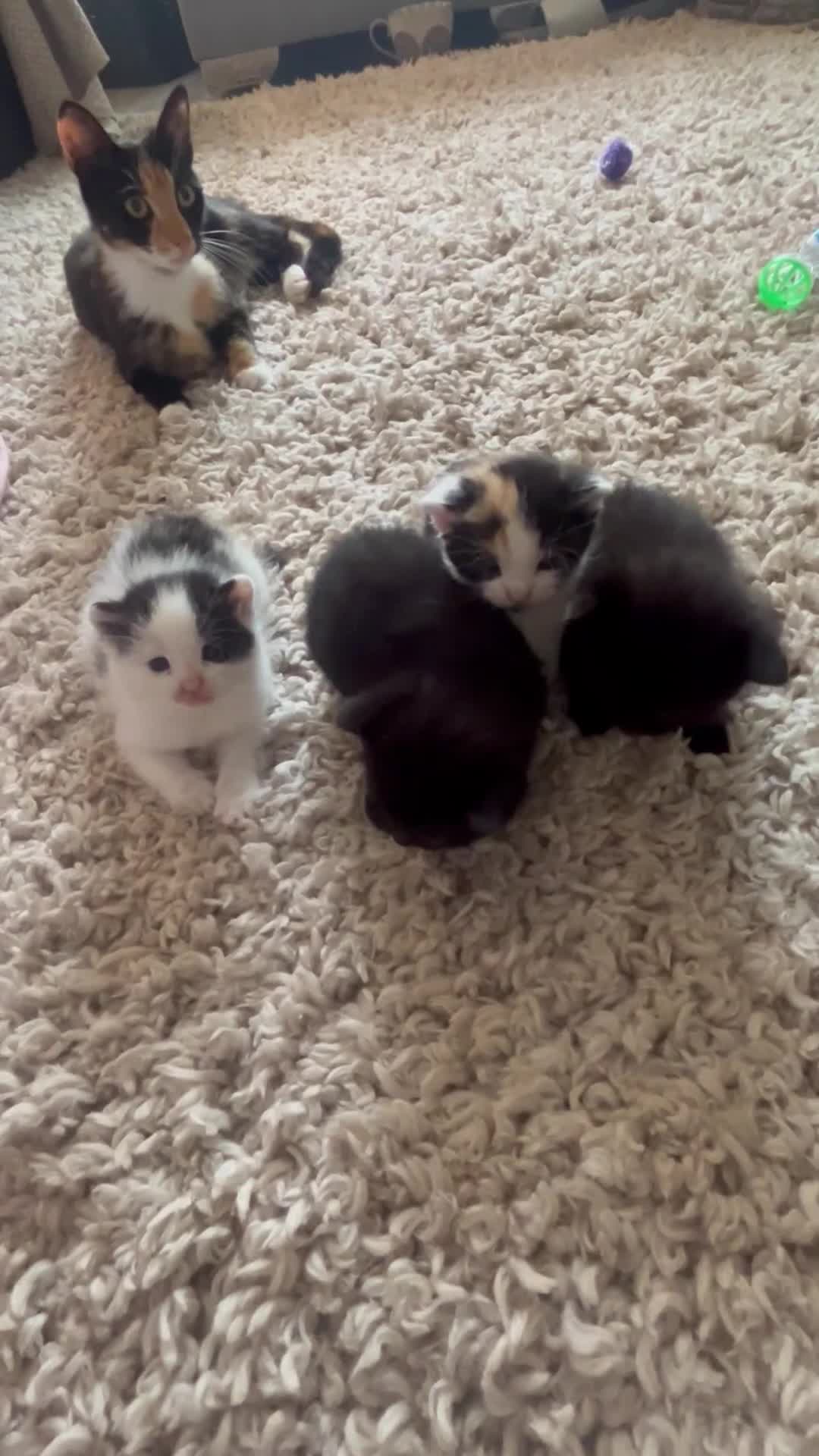 Mixed Breed cats for sale: 4 Beautiful fluffy kittens  - Video 1