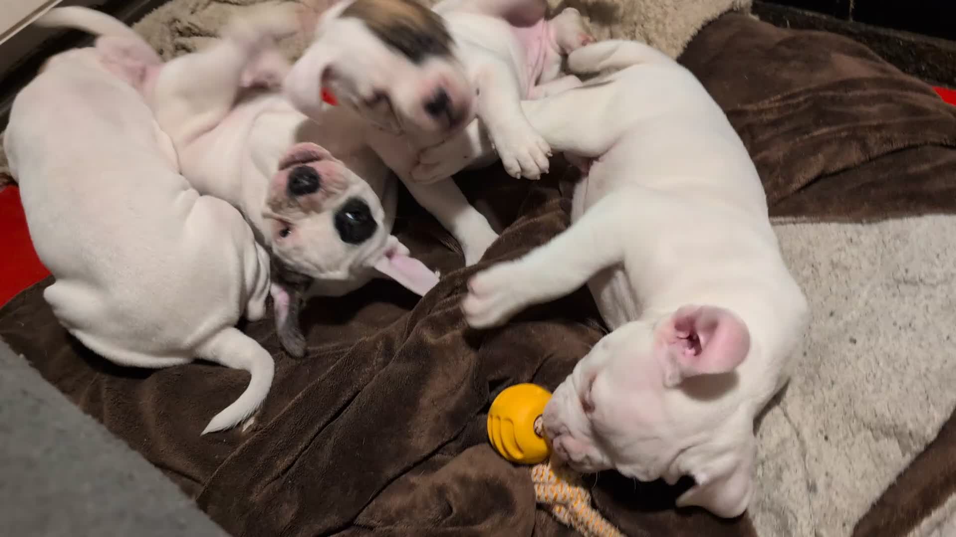 American Bulldog dogs for sale: Johnson American bulldog pups (ready to leave)  - Video 1