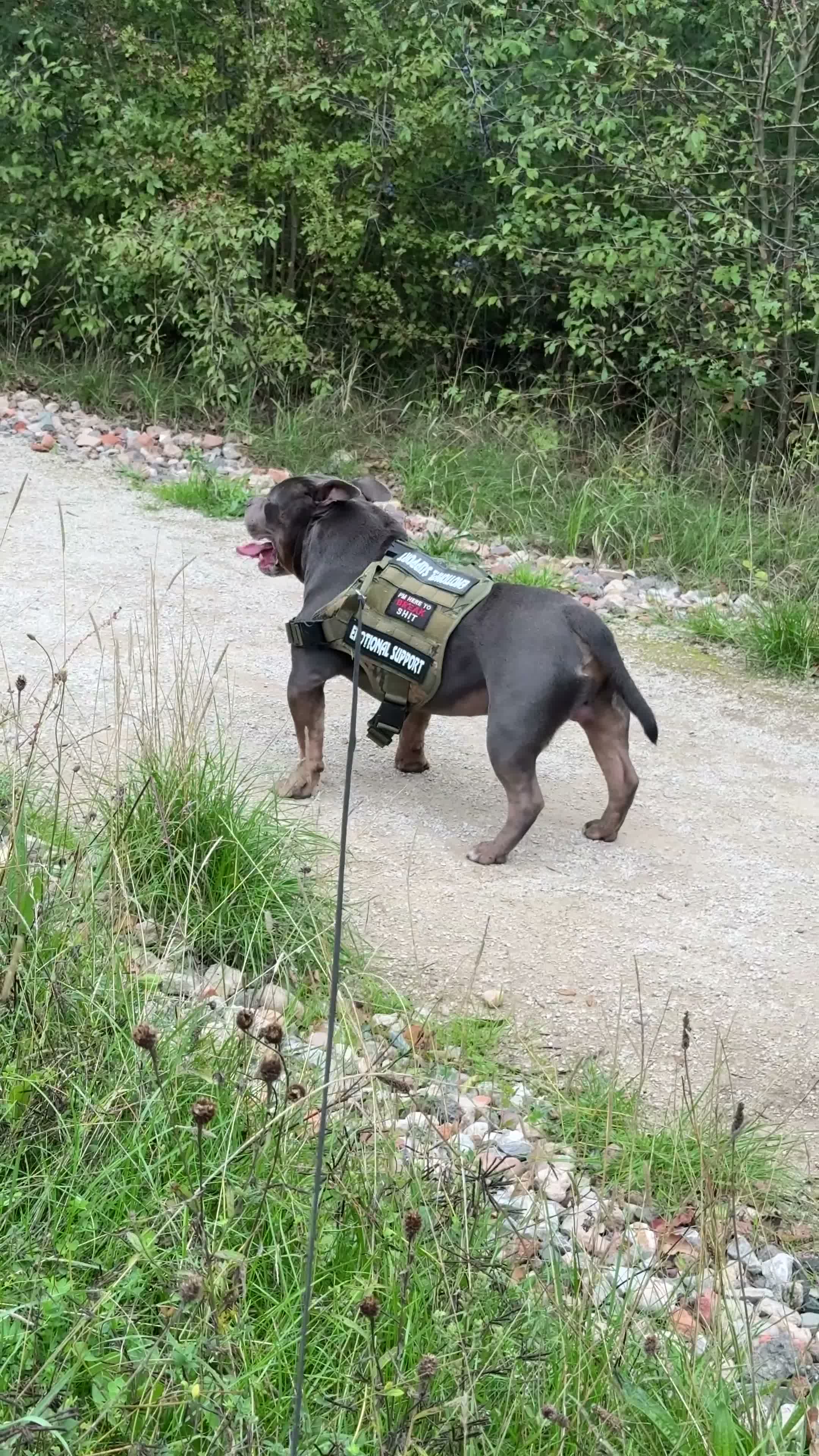 American Bully dogs for stud: Rocky – Blue Tri Pocket Bully STUD!  - Video 2