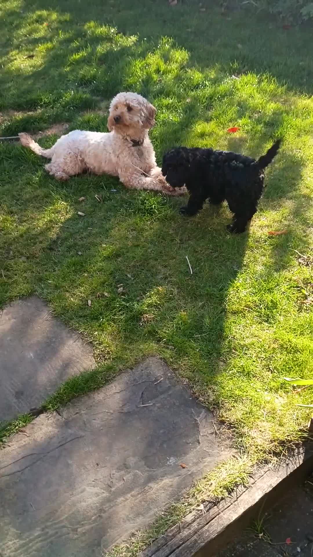 Mini Goldendoodle dogs for sale: Jasmine - Video 1