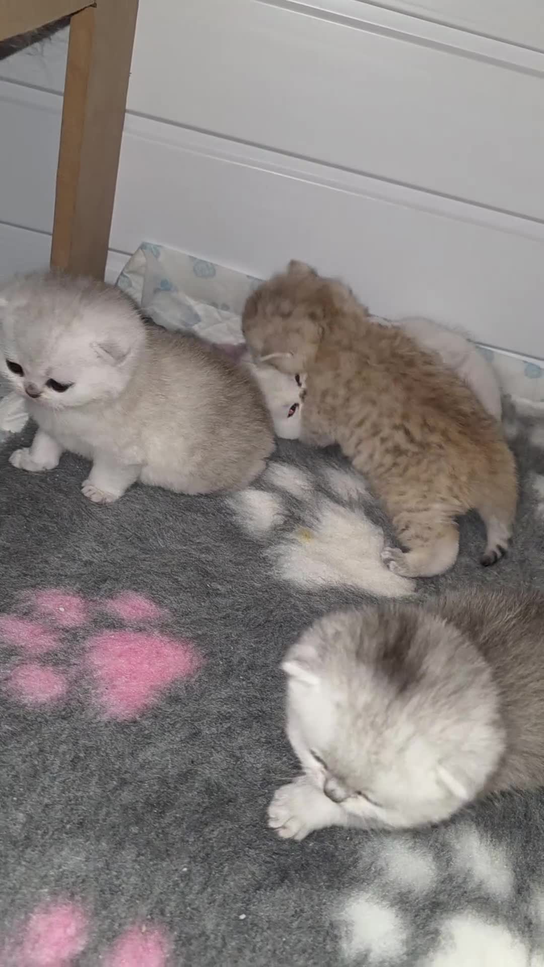 Scottish Fold cats for sale: STUNNING TICA PEDIGREE BABIES - Video 1