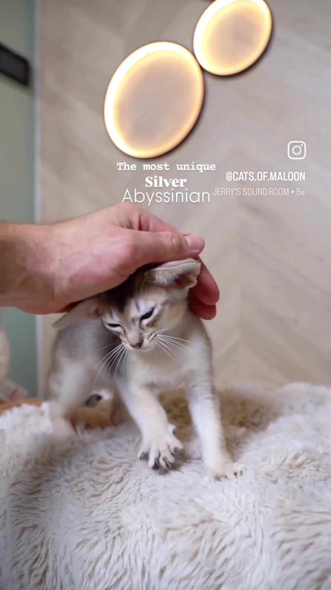 Abyssinian cats for sale: SILVER, Champion Line Abyssinians-Super Friendly  - Video 1