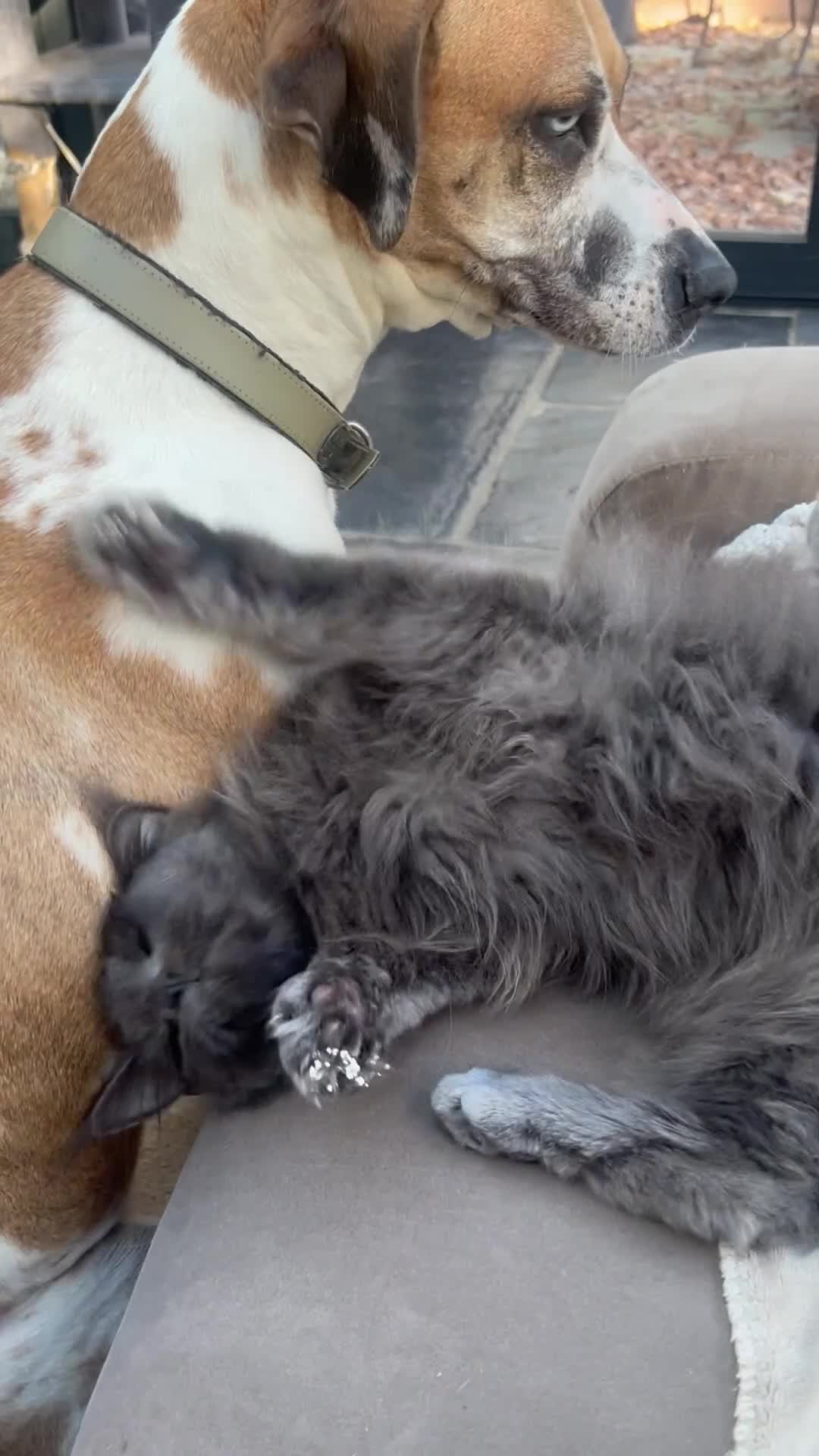 Maine Coon cats for sale: Kittens on the way! - Video 1