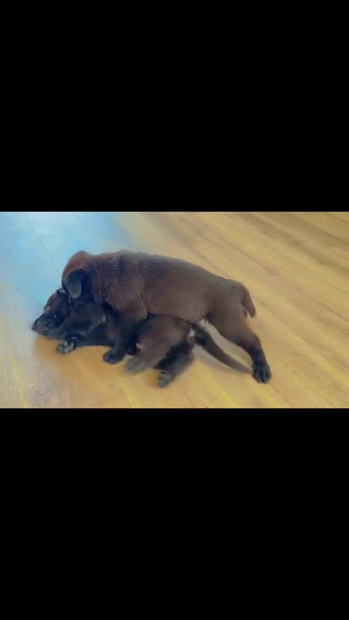 German Shepherd dogs for sale: Black Working Line German Shepherd Puppies - Video 4