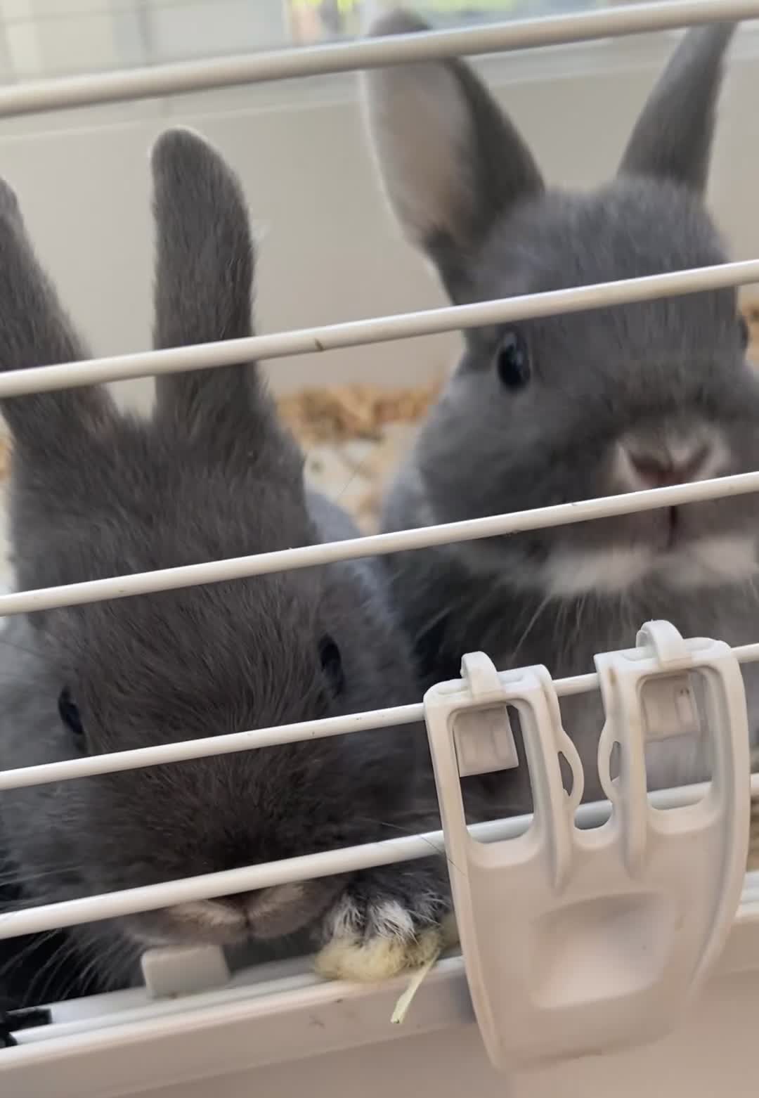 Netherland Dwarf rabbits for sale: blue otter Netherland dwarf does - Video 1