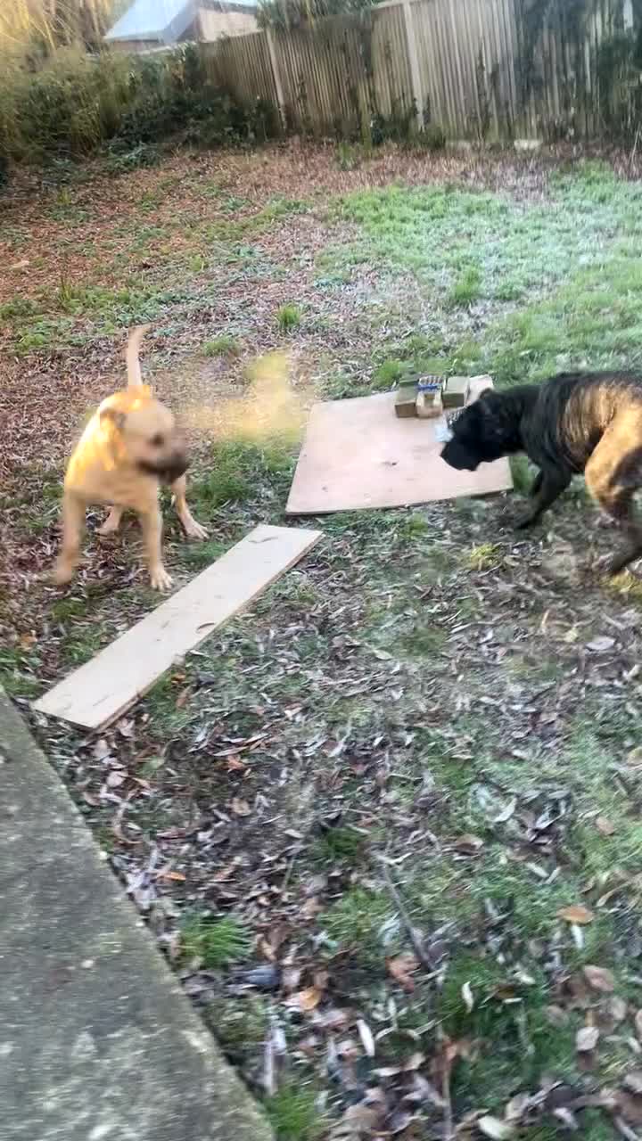 Presa Canario dogs for sale: PURE PRESA CANARIO PUPPIES SERBIAN BLOODLINE - Video 3