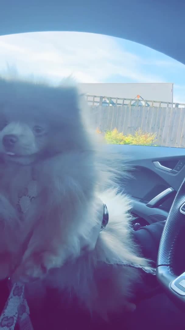 Pomeranian dogs for stud: TINY lilac Russian Pom  in Bridgend - Video 2