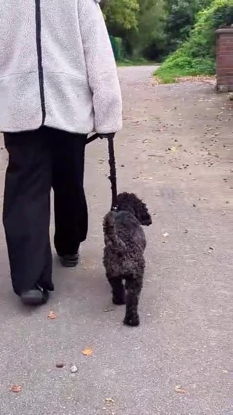 Cockapoo dogs for sale: Rehoming Cockapoo please read description - Video 1