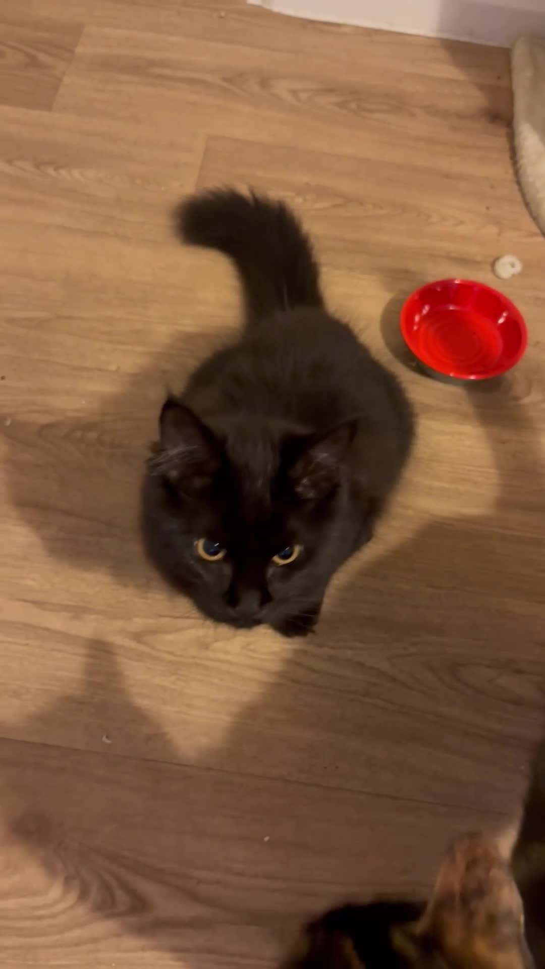 Maine Coon cats for sale: Black smoked boy  - Video 1