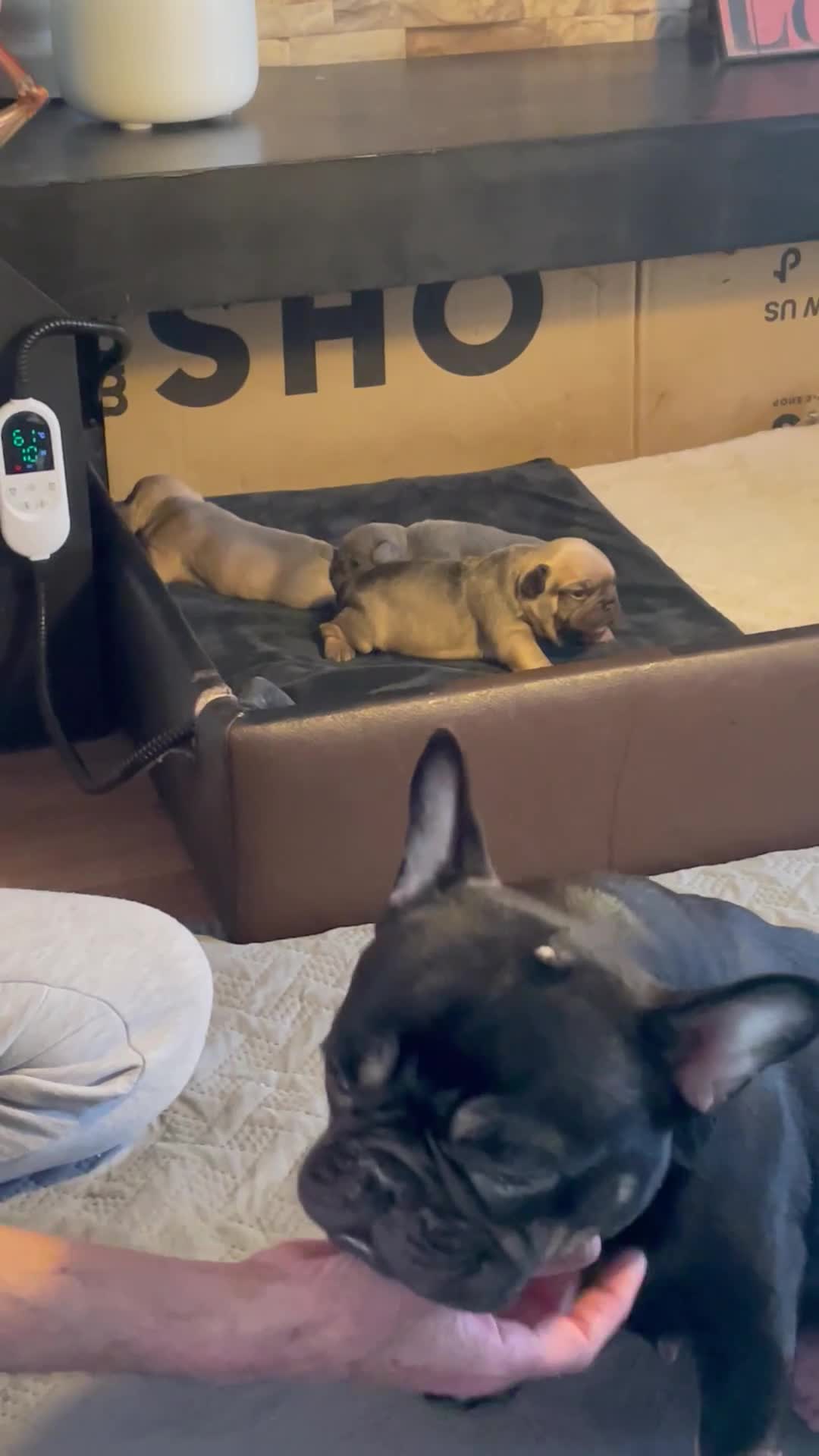 French Bulldog dogs for sale: 3 Stunning Baby Boy Frenchies in Rossendale - Video 3