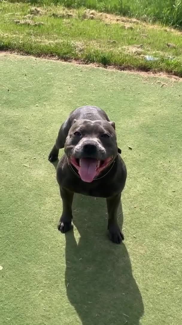 Staffordshire Bull Terrier dogs for stud: *ULTIMATE STUD PACKAGE DEAL*KING FURY BEST UK BLUE in Manchester - Video 2