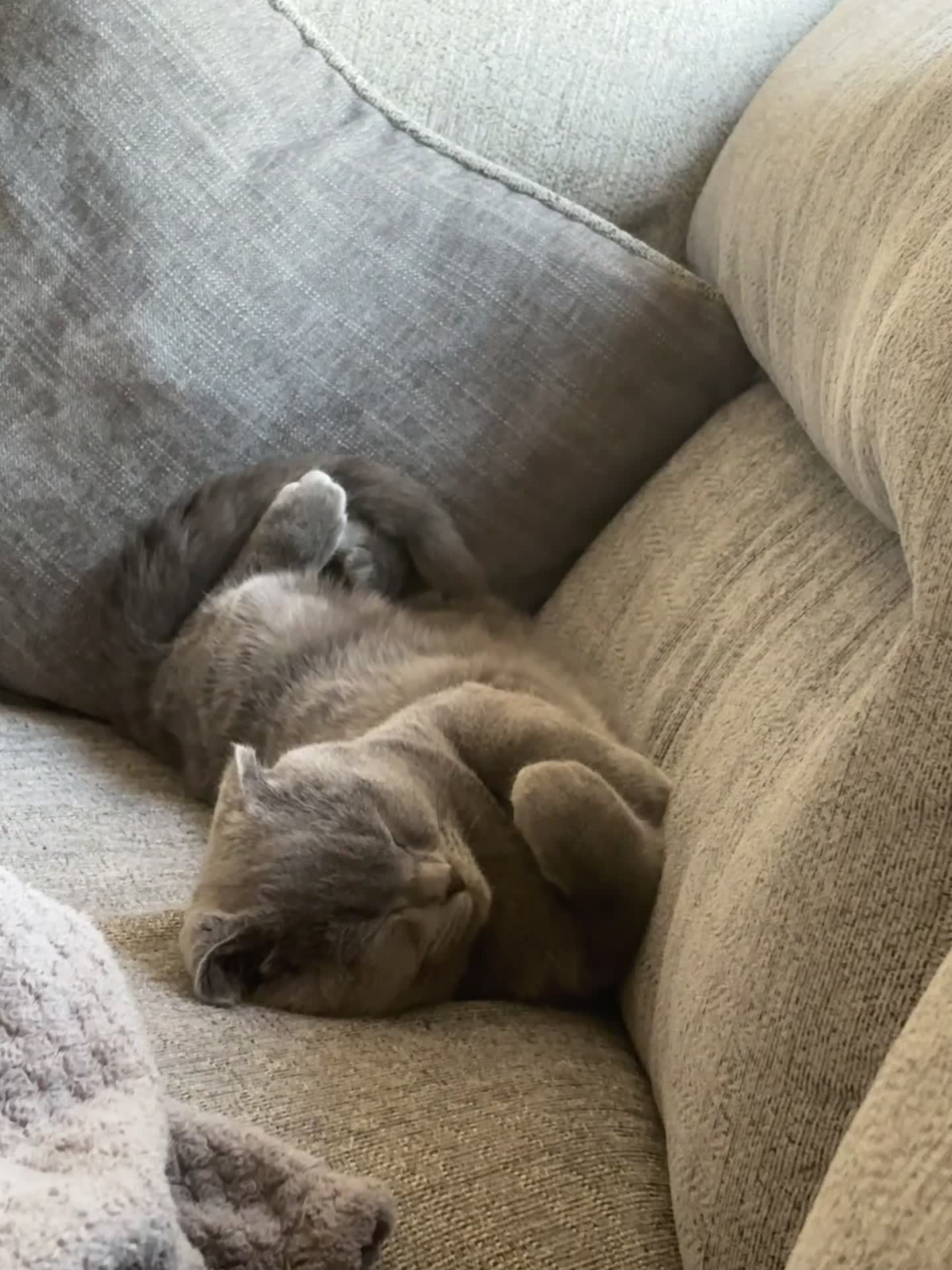 Scottish Fold cats for stud: Blue Scottish fold available for stud  - Video 3