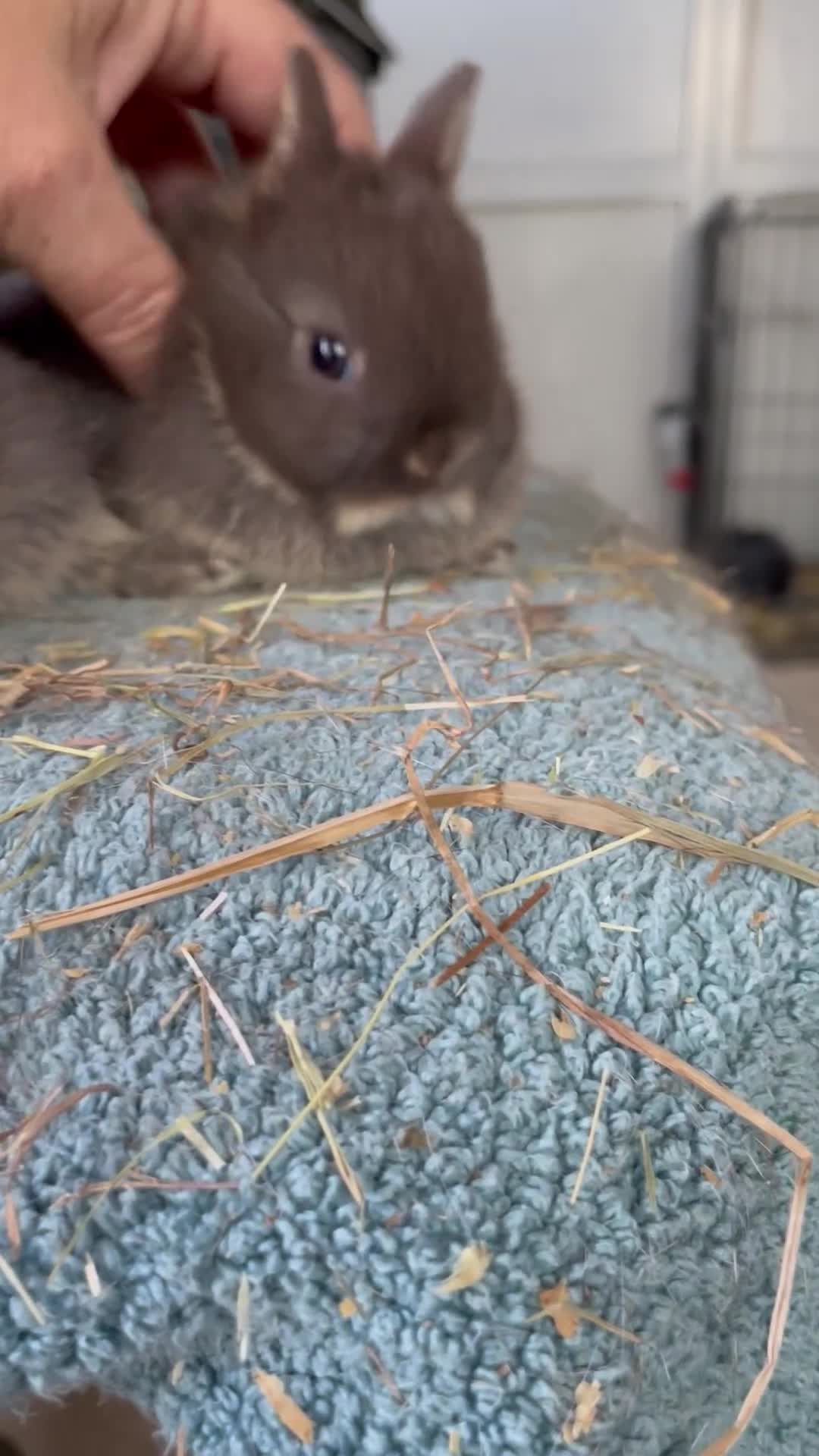 Netherland Dwarf rabbits for sale: Netherland Dwarf purebred Baby Rabbits NEW  - Video 3