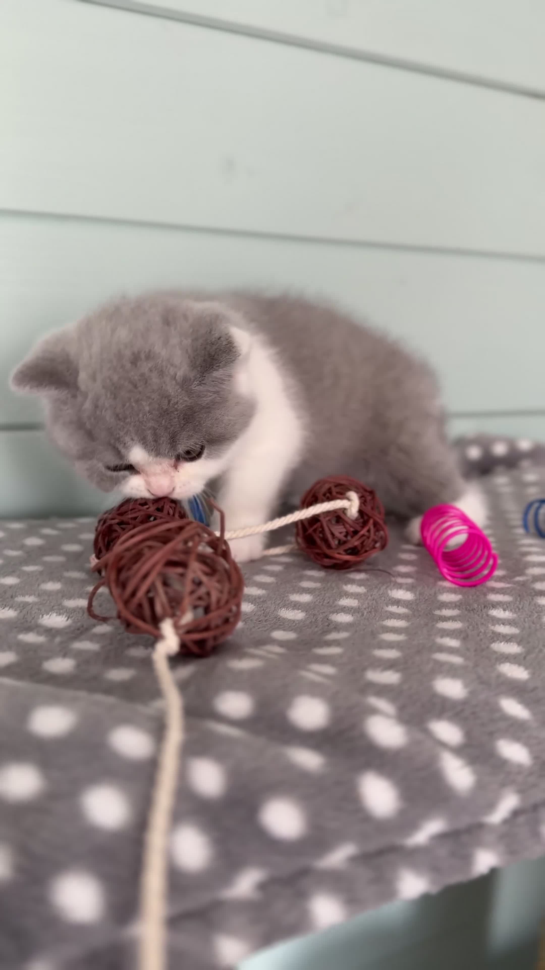 British Shorthair cats for sale: Blue/cream biocolour British short hair kitten - Video 3