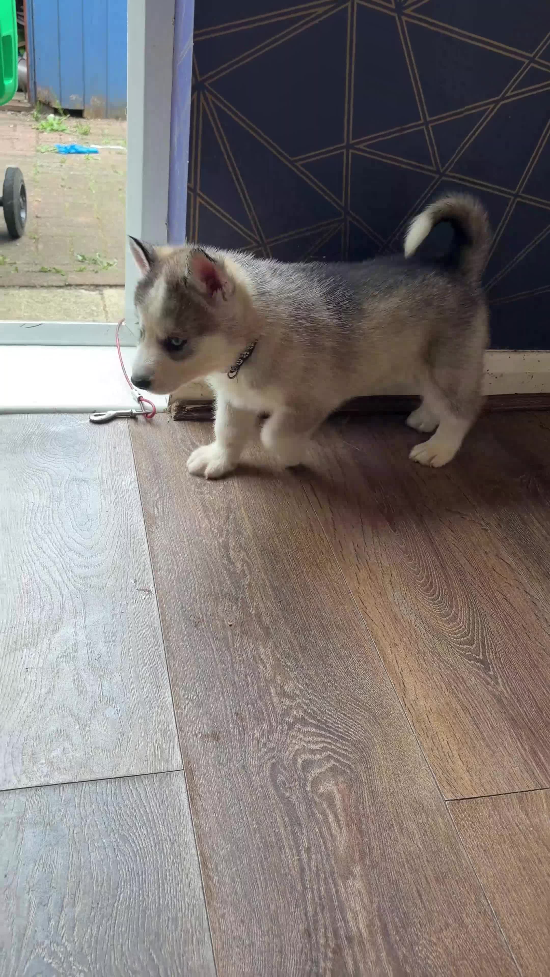 Siberian Husky dogs for sale: Siberian Husky boy  - Video 1