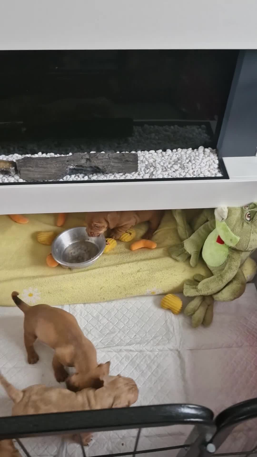 Dachshund dogs for sale: Miniature dachshund  - Video 2