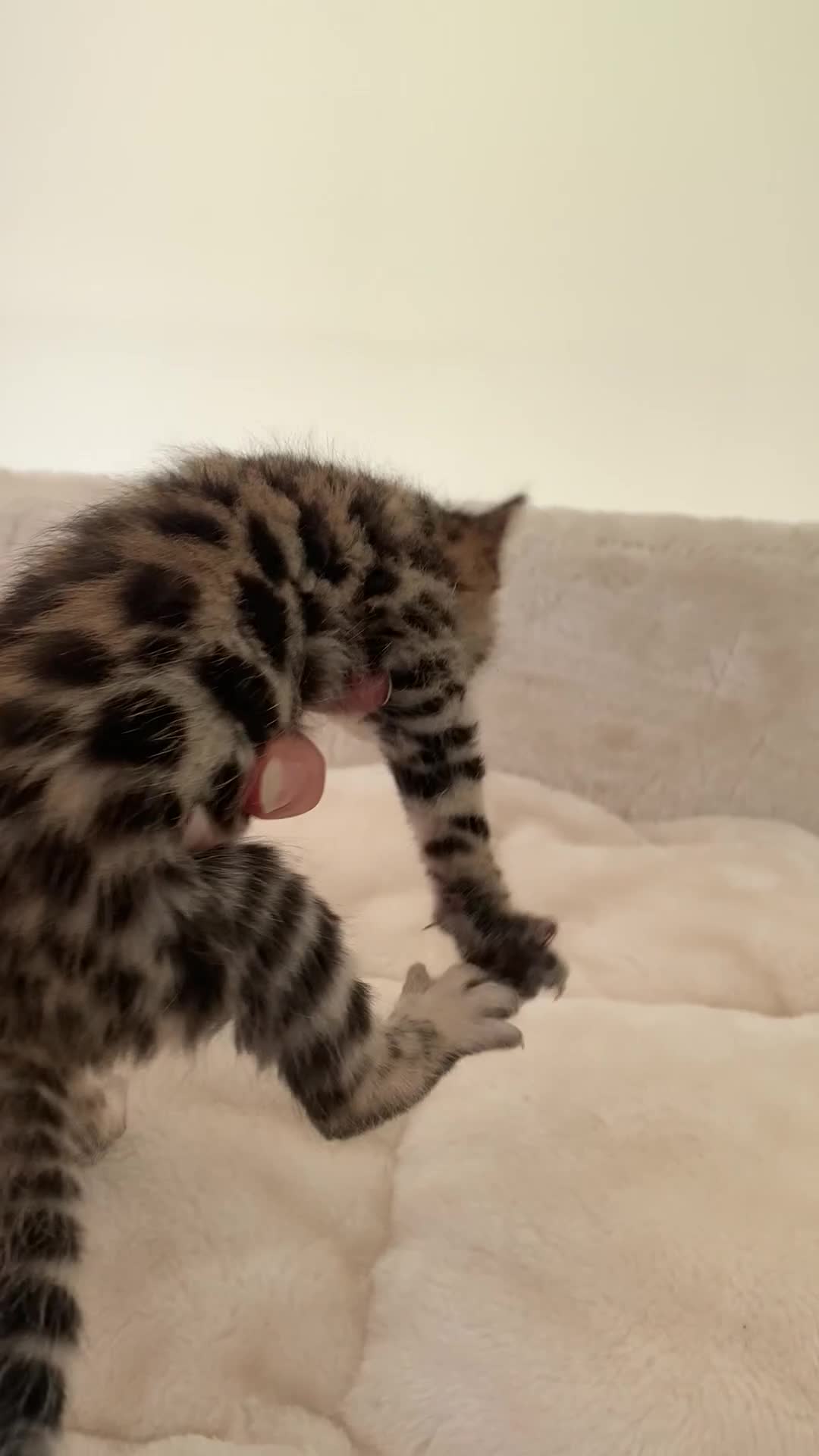 Bengal cats for sale: Best Bengal kittens in the U.K.  - Video 5