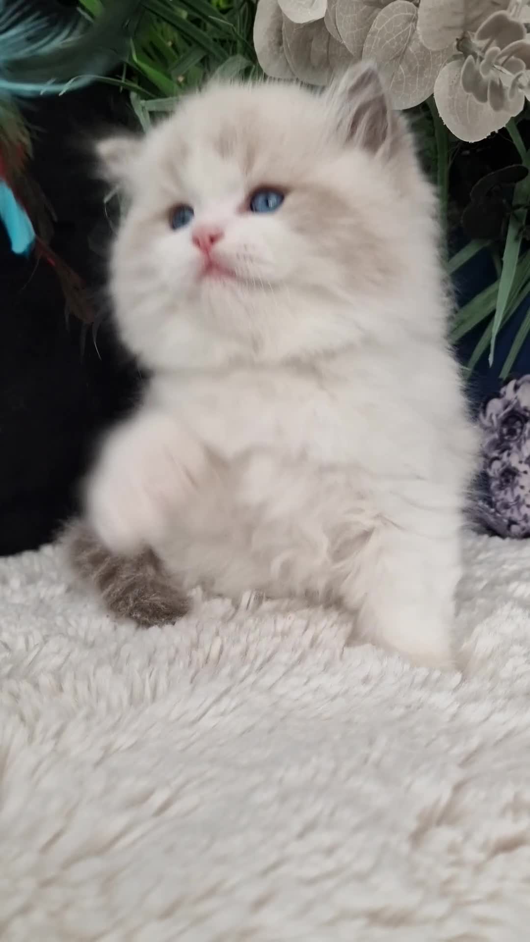Ragdoll cats for sale: 🌸Stunning TICA🏆Kittens | Award winning cattery🌸 in Slough - Video 2