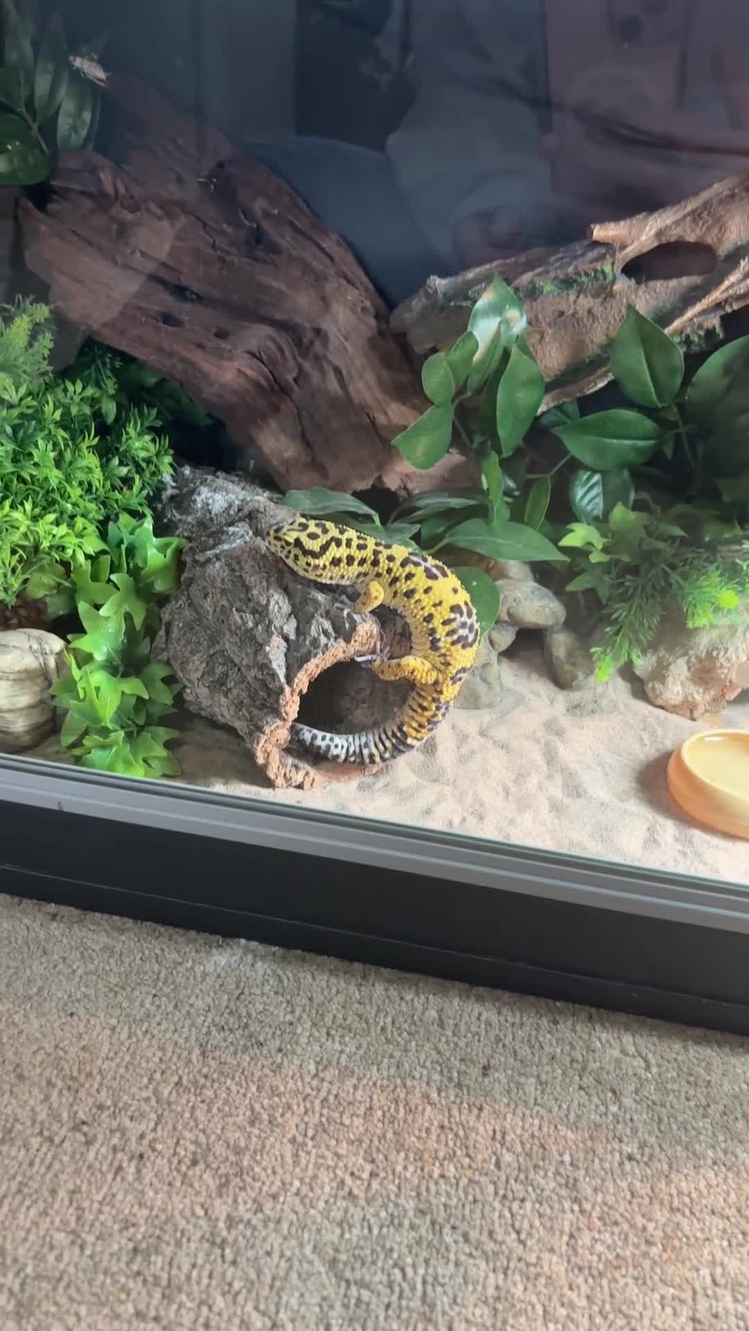 Gecko reptiles for sale: Friendly Leopard Gecko with Full Vivarium Setup  - Video 3