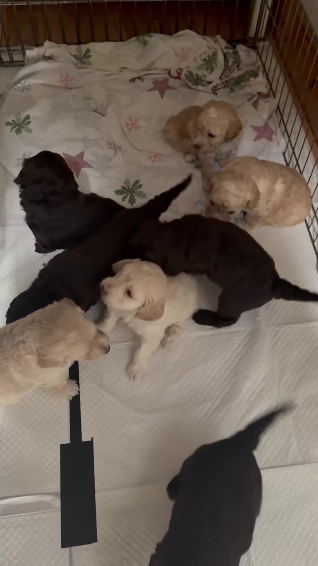 Cockapoo dogs for sale: F1b cockapoo puppy’s  in Muir of Ord - Video 1