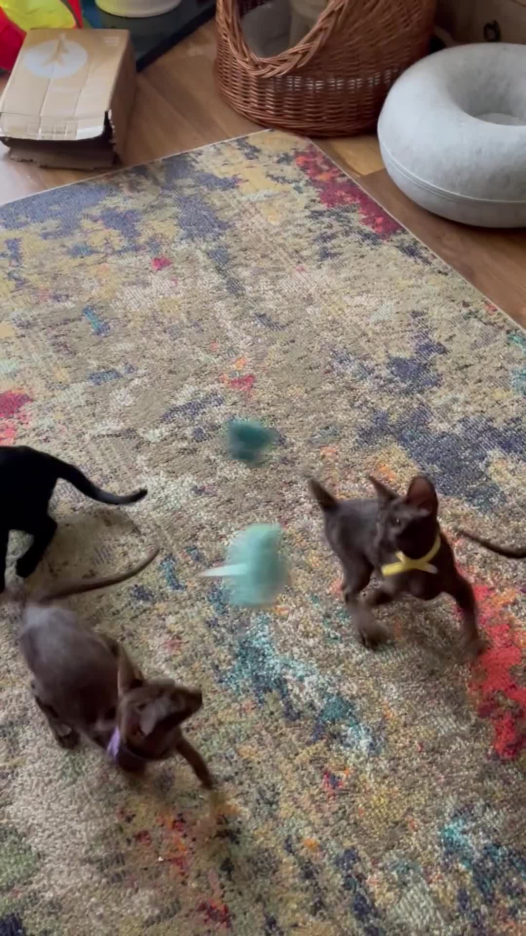 Oriental cats for sale: The Birds litter. - Video 2