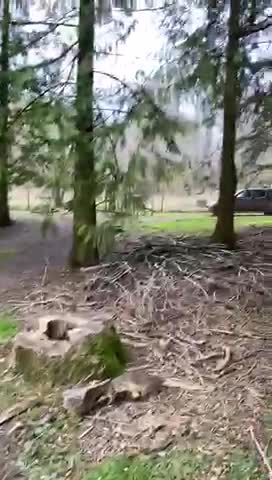 Cocker Spaniel dogs for stud: KC REGISTERED WORKING COCKER AVAILABLE AT STUD in New Milton - Video 1