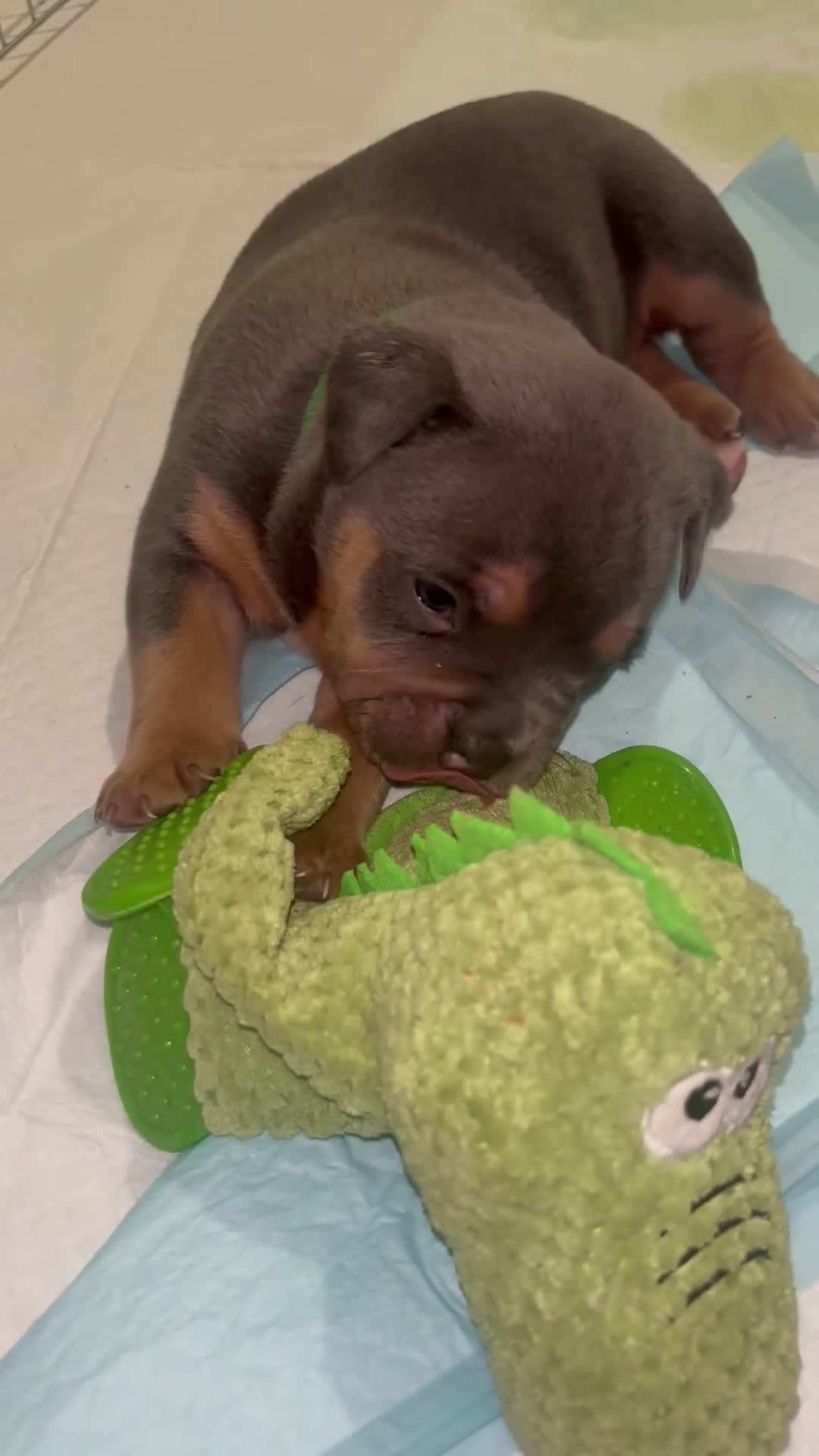 American Bully dogs for sale: Pocket bully puppies  - Video 2