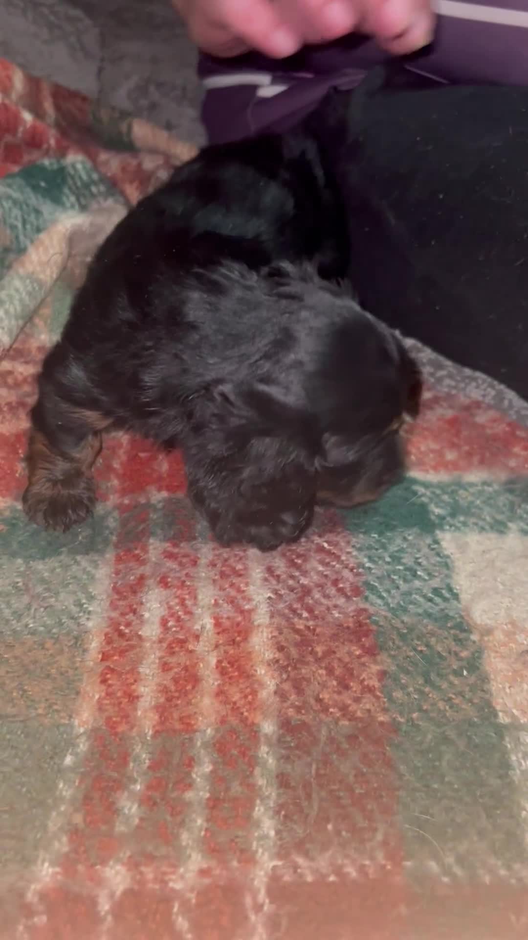 Miniature Dachshund dogs for sale: Long haired miniature dachshund  - Video 1
