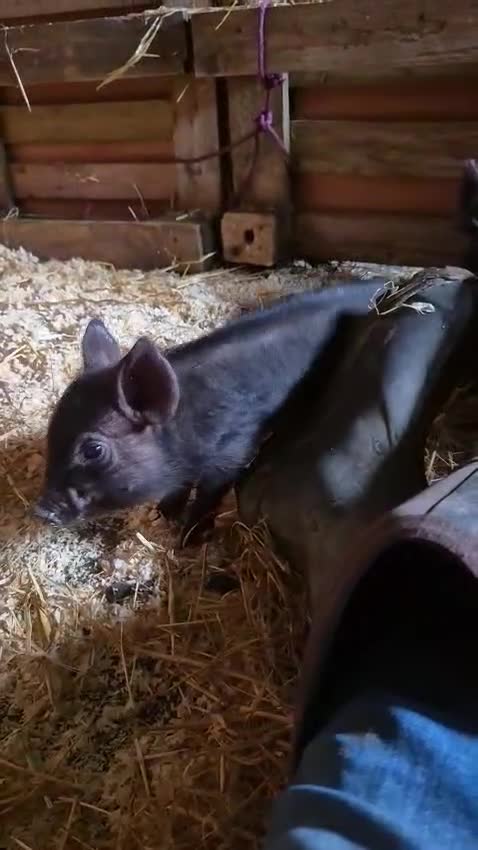 Pig livestock for sale: Mini pig - Video 1