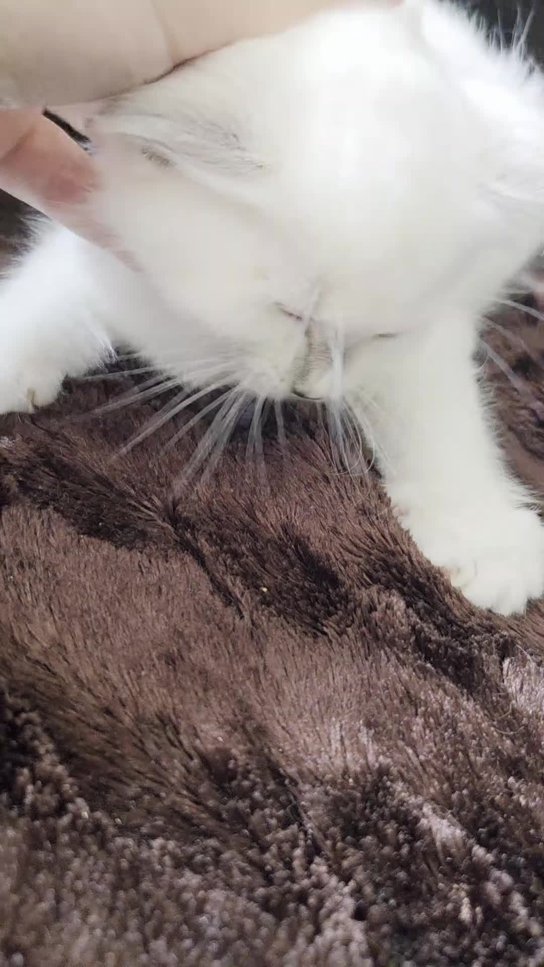 Ragdoll cats for sale:  🏆GCCF REG. EXTENSIVELY TESTED RAGDOLL KITTENS 🌟 - Video 2