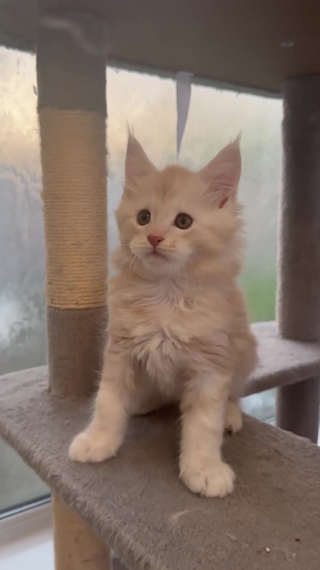 Maine Coon cats for sale: Outstanding Maine coon kittens  - Video 1